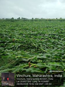 विंचेरे येथे अतिवृष्टी मुळे झालेल्या मका पिकाचे नुकसान